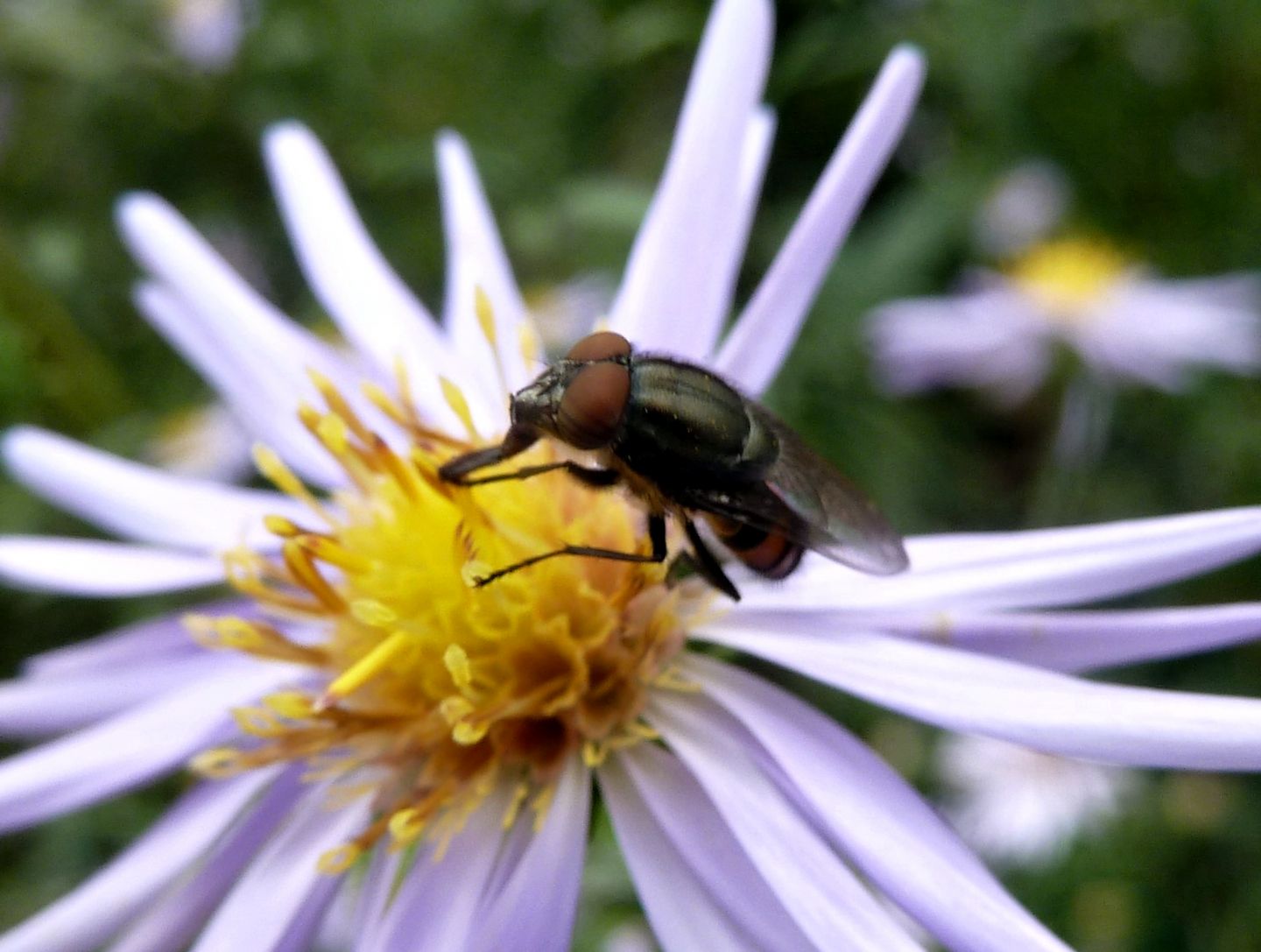 Maschio di Stomorhina lunata